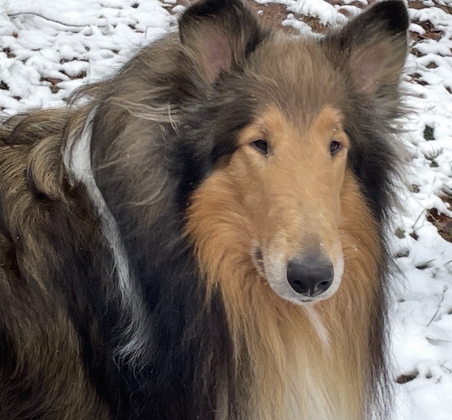 Bogart outdoors in the snow