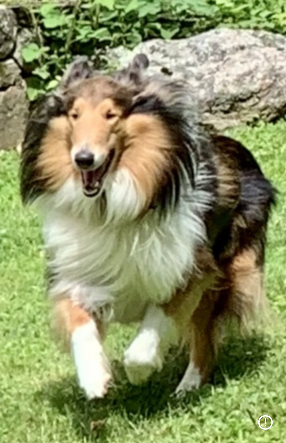 Bubba, Bogart’s littermate