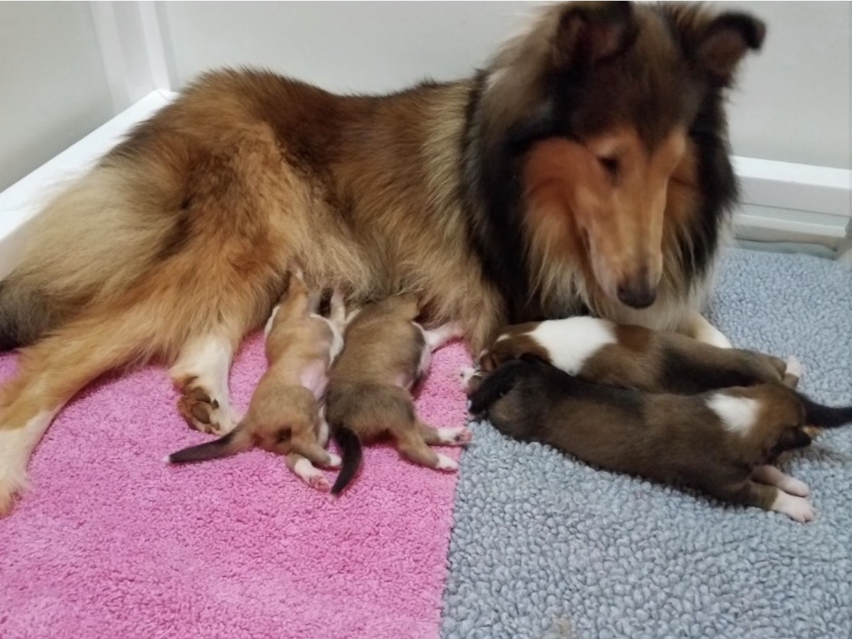 Coco with her four puppies: Bogart, Ciara, Paris, and Bubba