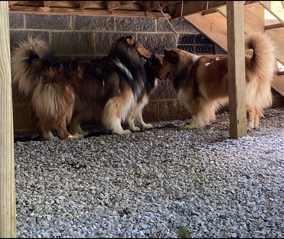 Bogart, Ciara and Bubba together before Bubba went to live with Natalie and Phil