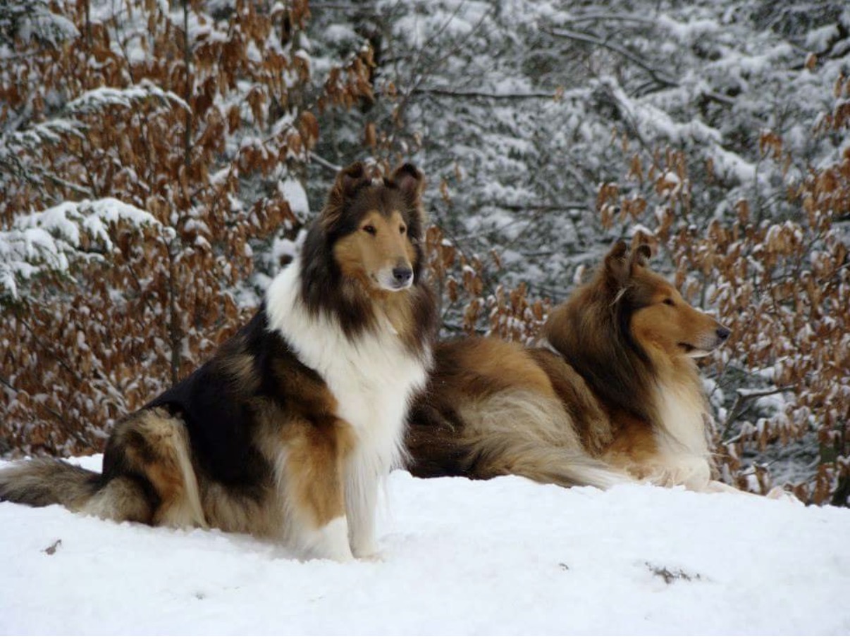 Crystal and Lenox together in the snow
