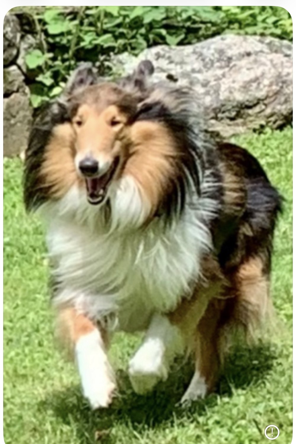 Bubba
