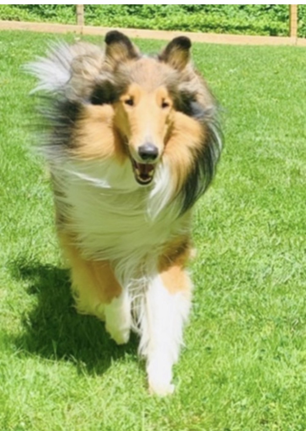 Bubba