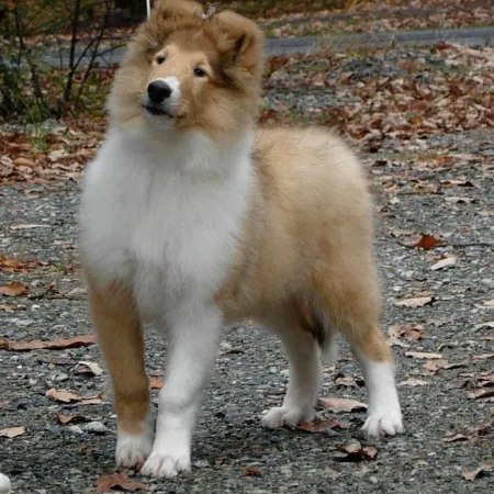 Chyna as a puppy