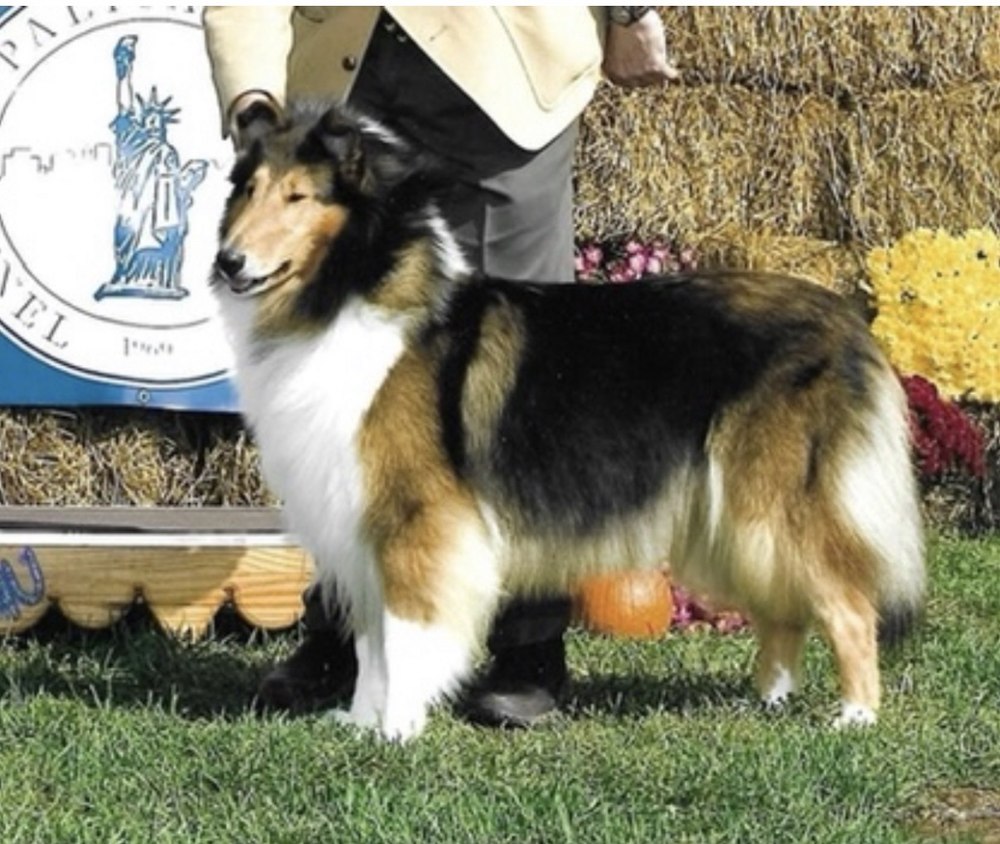 Crystal at a dog show