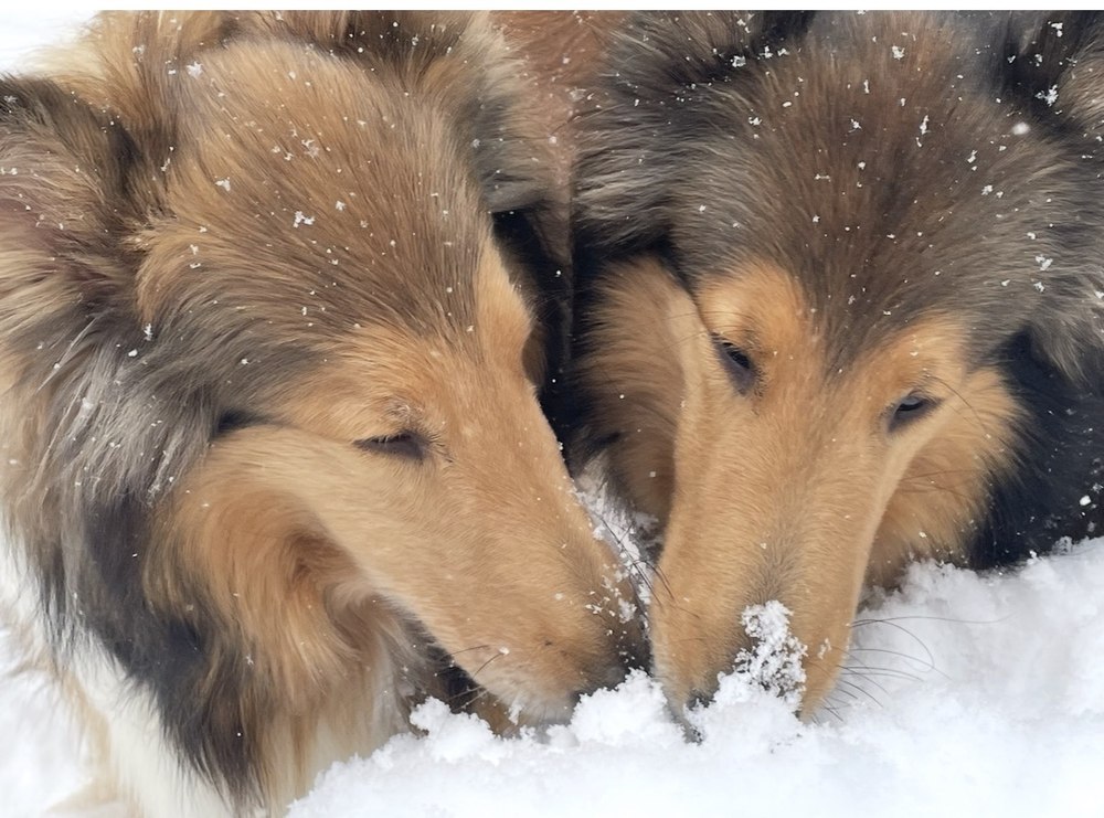 Paris and Ciara in the snow
