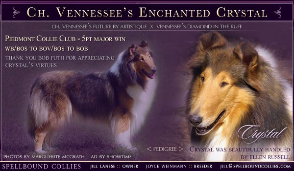 Ch. Vennessee's Enchanted Crystal, Piedmont Collie Club 5-point major win