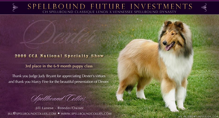 Spellbound Future Investments: Dexter at the 2009 CCA National Specialty Show