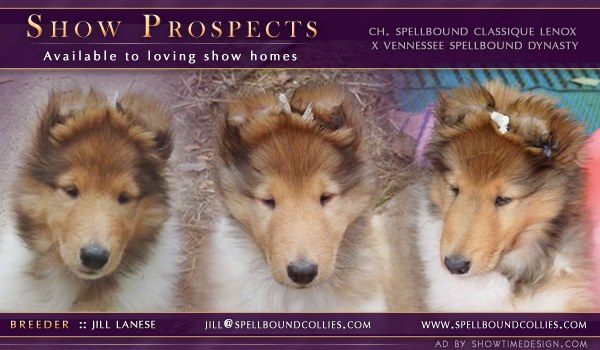 Show prospects available to loving show homes