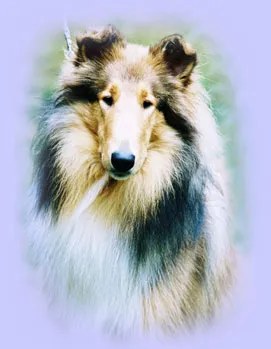 Tiara, Bogart’s great-aunt (Lenox’s littermate)